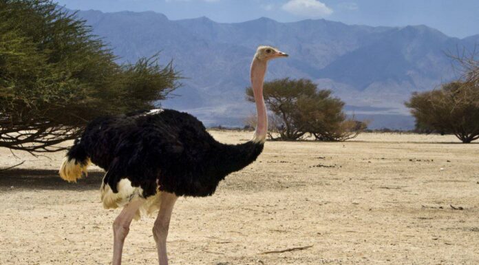 Tipi di grandi uccelli
