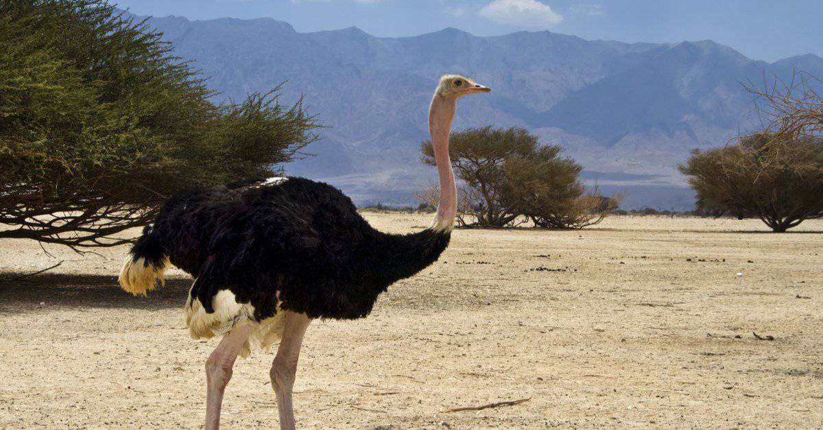 Tipi di grandi uccelli