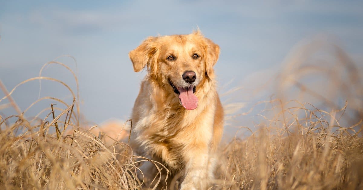 Tipi di cani da riporto