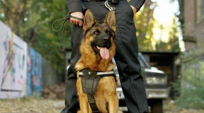 Tipi di cani poliziotto
