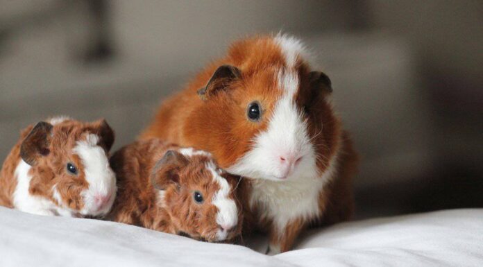 Cavie incinte: come sapere se la tua cavia è incinta
