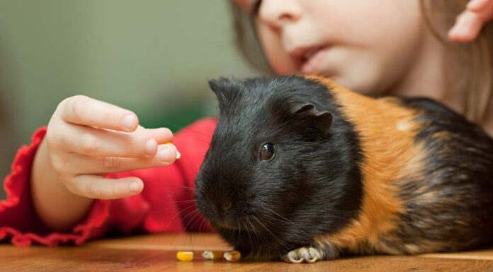 7 posti migliori per adottare porcellini d’India 7 posti migliori per adottare porcellini d'India