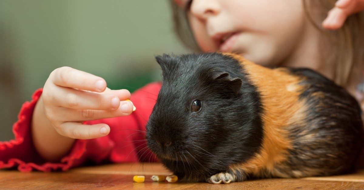 7 posti migliori per adottare porcellini d'India