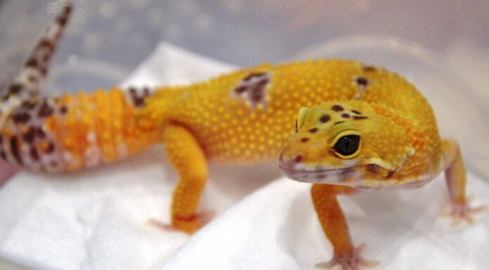 wild-leopard-gecko-walking
