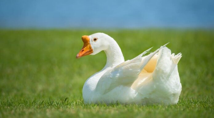 5 uccelli con i denti
