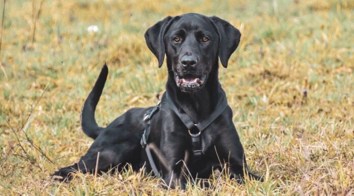 6 razze di cani neri e nomi di cani neri
