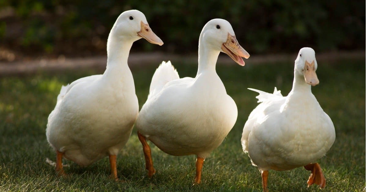 Cayuga duck