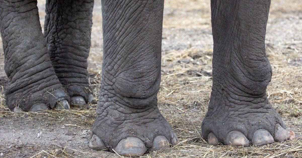 elephant-feet-up-close