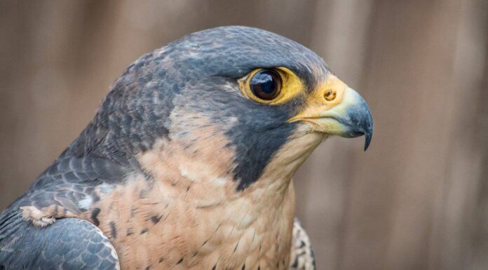 I 10 migliori tipi di uccelli fantastici
