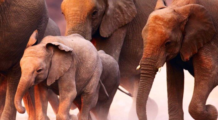  Quanto sono veloci gli elefanti?  Possono correre?
