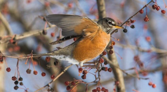 8 uccelli con casse rosse
