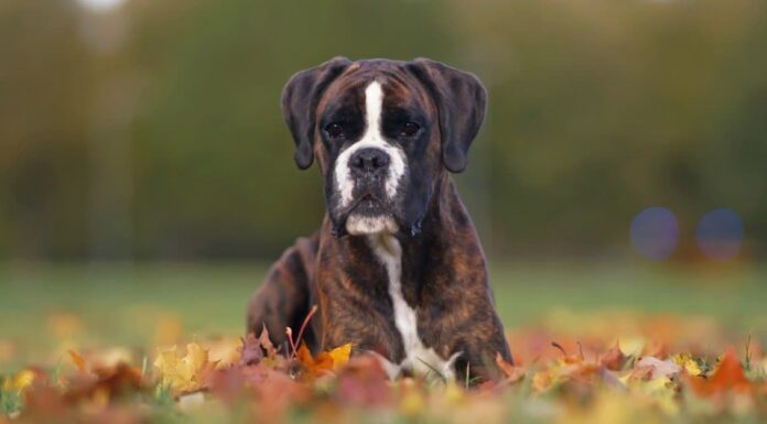 Tipi di razze di cani da guardia
