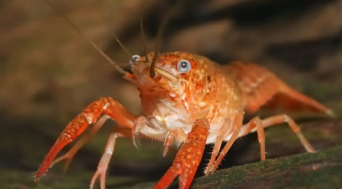 Cosa mangiano i gamberi?
