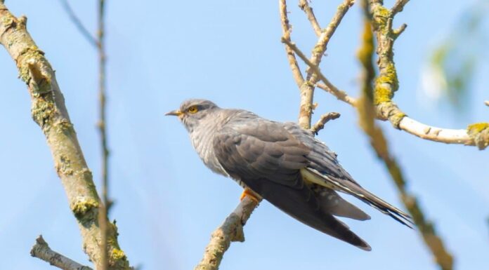 Incontra il cuculo comune: l'uccello che ruba i nidi
