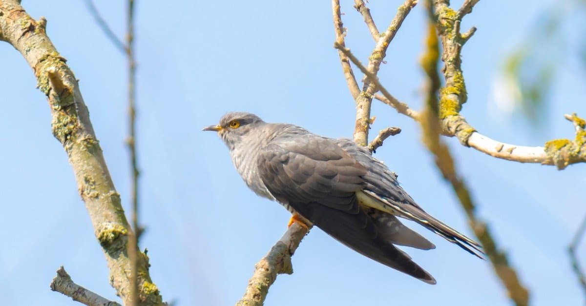 Incontra il cuculo comune: l'uccello che ruba i nidi