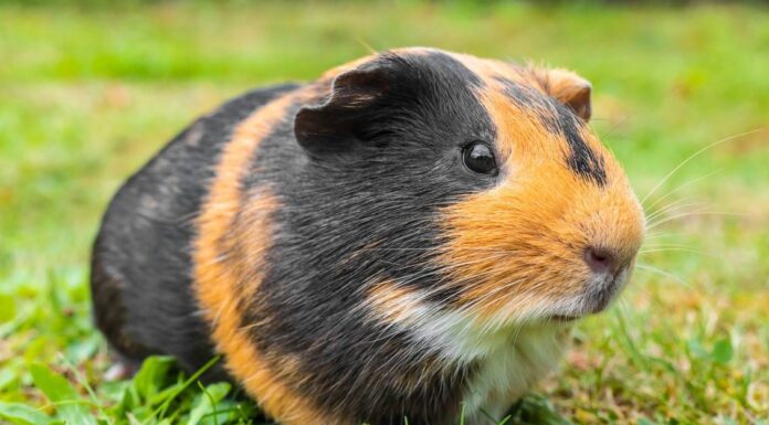 Scopri la cavia più grande di sempre
