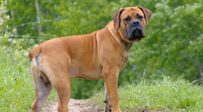 Tipi di cani di grossa taglia
