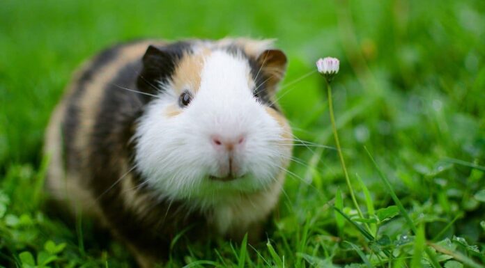 Quale temperatura è troppo calda per i porcellini d'India?
