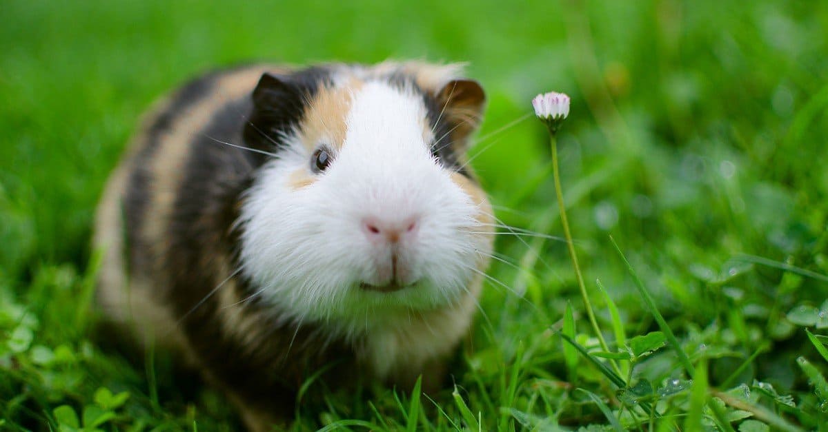 Quale temperatura è troppo calda per i porcellini d'India?