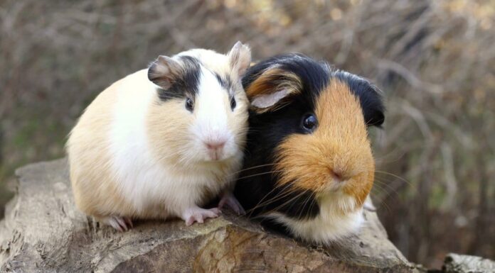 Cavie maschi contro cavie femmine: qual è la differenza? Cavie maschi contro cavie femmine: qual è la differenza?