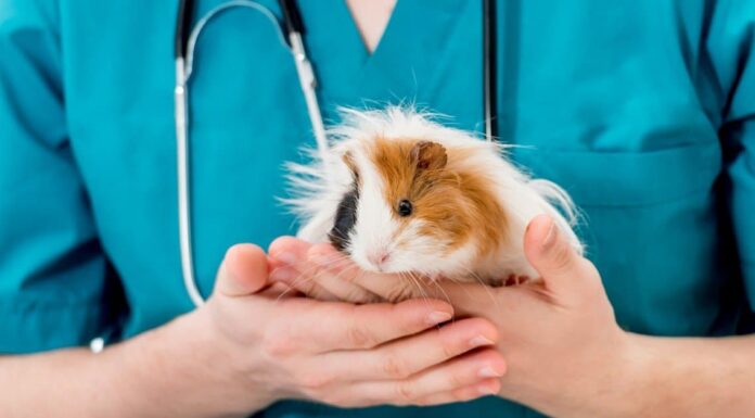 Calcoli vescicali nelle cavie: tutto ciò che devi sapere Calcoli vescicali nelle cavie: tutto ciò che devi sapere