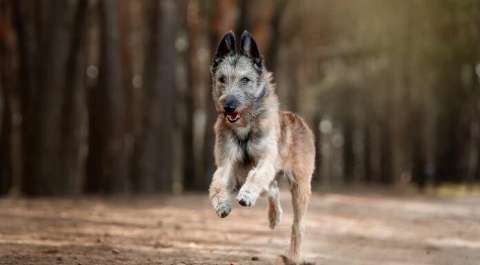 Tipi di cani da pastore
