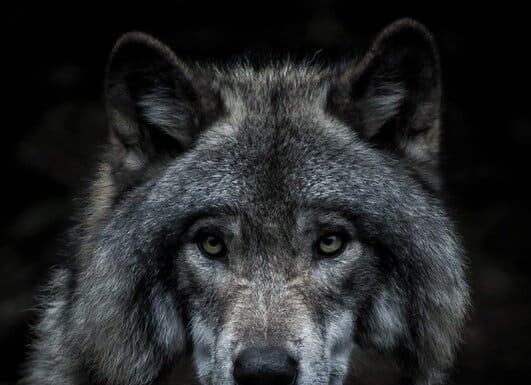 Confronto delle dimensioni del Lupo Dire
