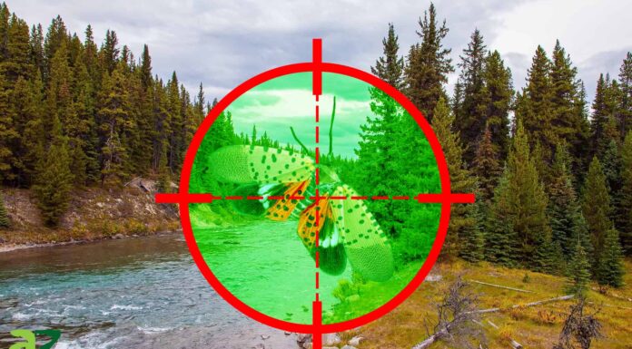 Come sbarazzarsi delle lanterne maculate
