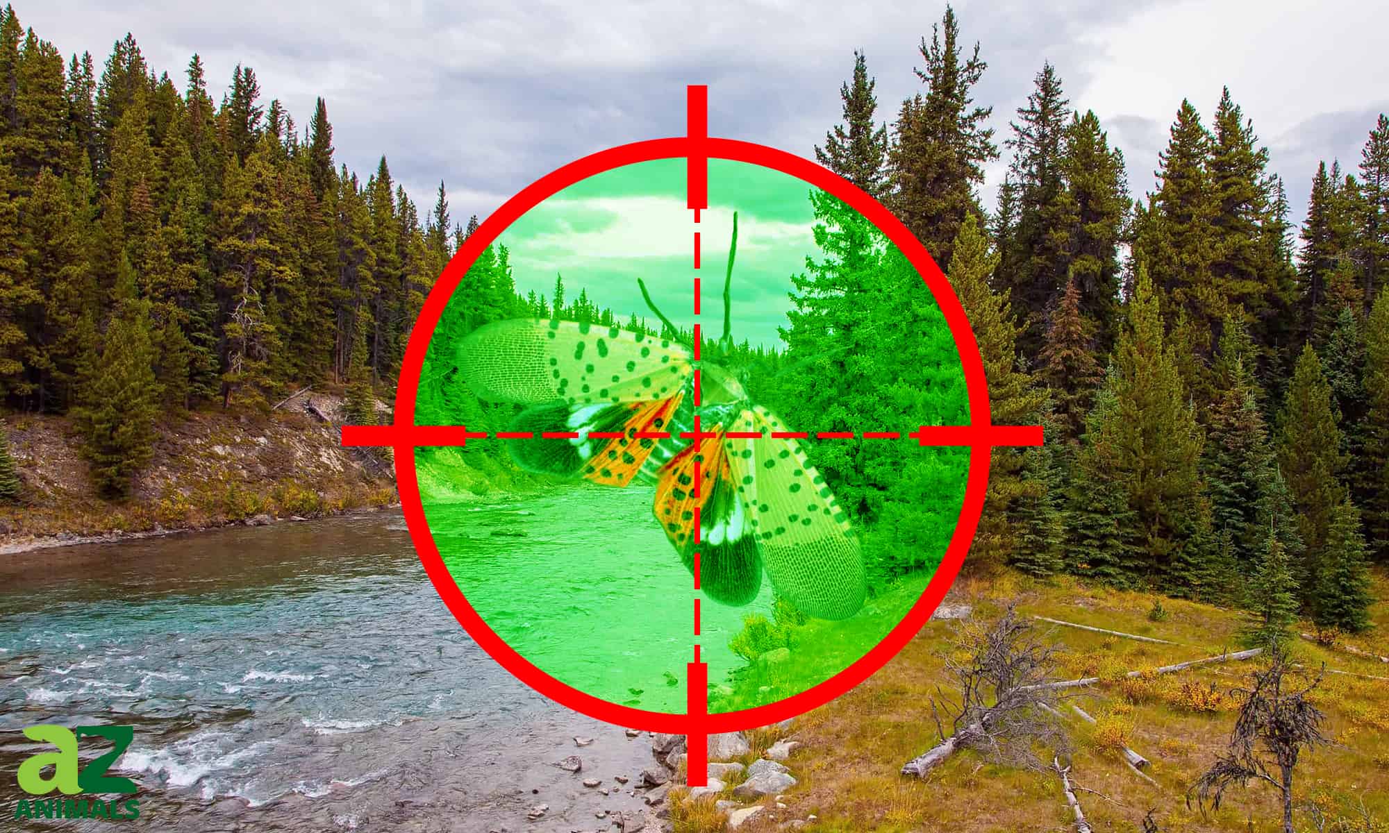 Come sbarazzarsi delle lanterne maculate