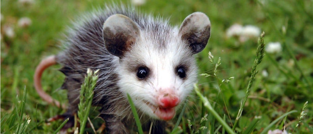 Playing Possum: 9 animali che si fingono morti per sopravvivere
