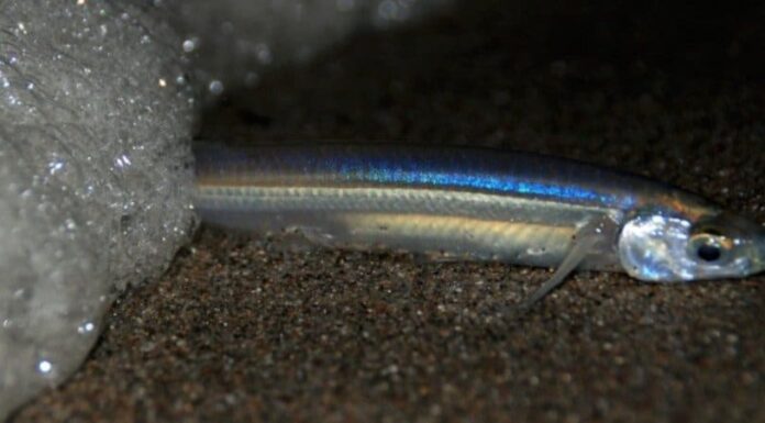 Grunion Run: 4 cose che devi sapere
