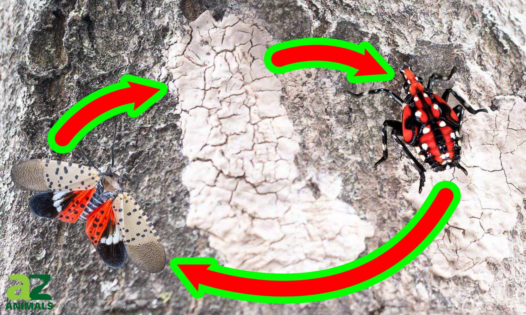 Fasi di lanterna maculata: cosa devi sapere