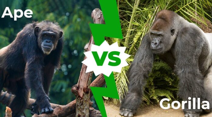 Scimmia contro gorilla: spiegate le principali differenze
