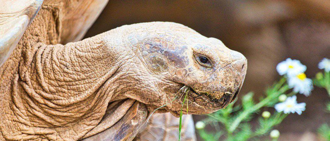 Quanti anni ha la tartaruga più vecchia del mondo?  5 tartarughe sopravvissute per secoli