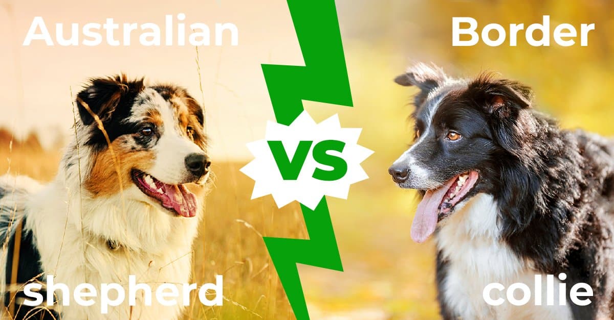 Australian Shepherd vs Border Collie: 5 differenze chiave spiegate