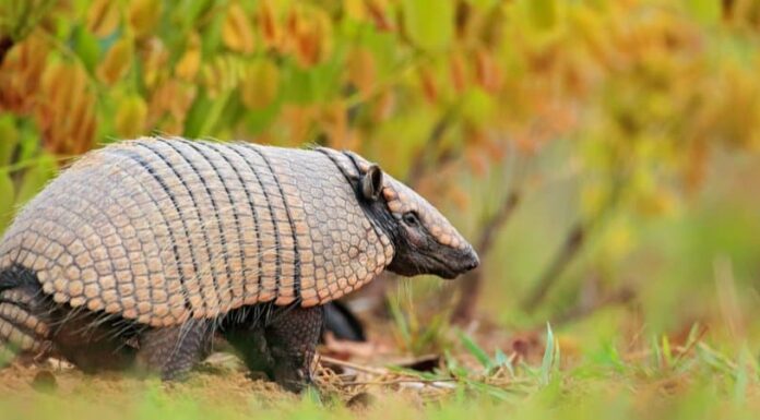 I 10 migliori animali che hanno conchiglie
