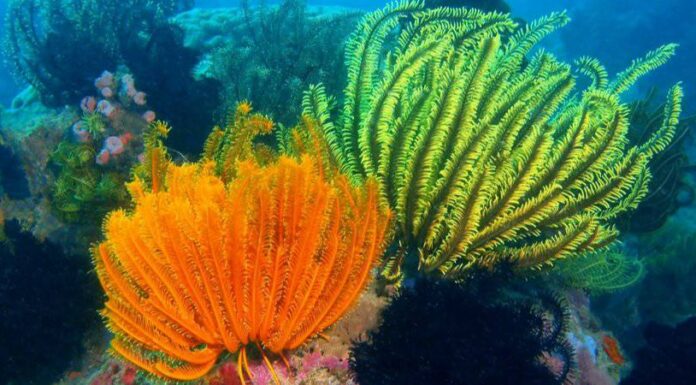 12 animali che non hanno cervello e come diamine sopravvivono!
