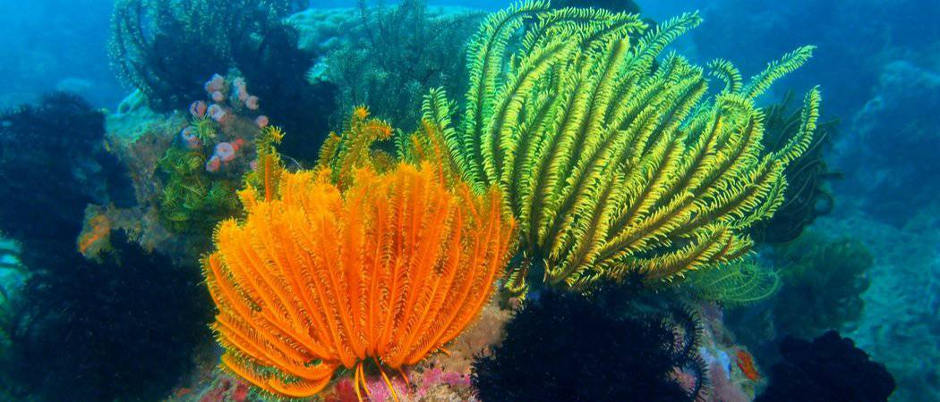 12 animali che non hanno cervello e come diamine sopravvivono!