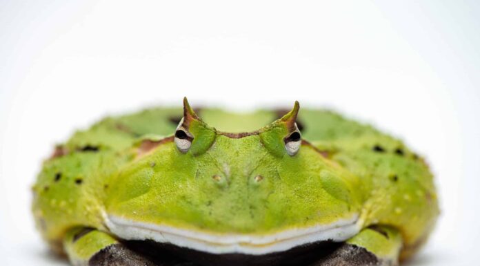 Le 10 rane più grandi del mondo
