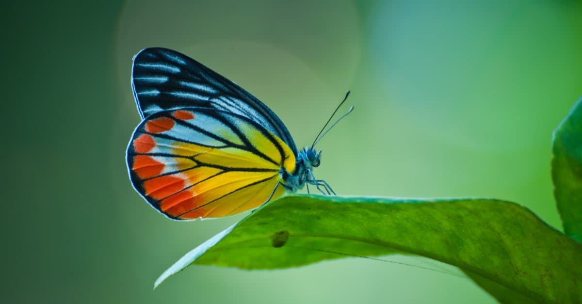 Le 12 farfalle più grandi del mondo