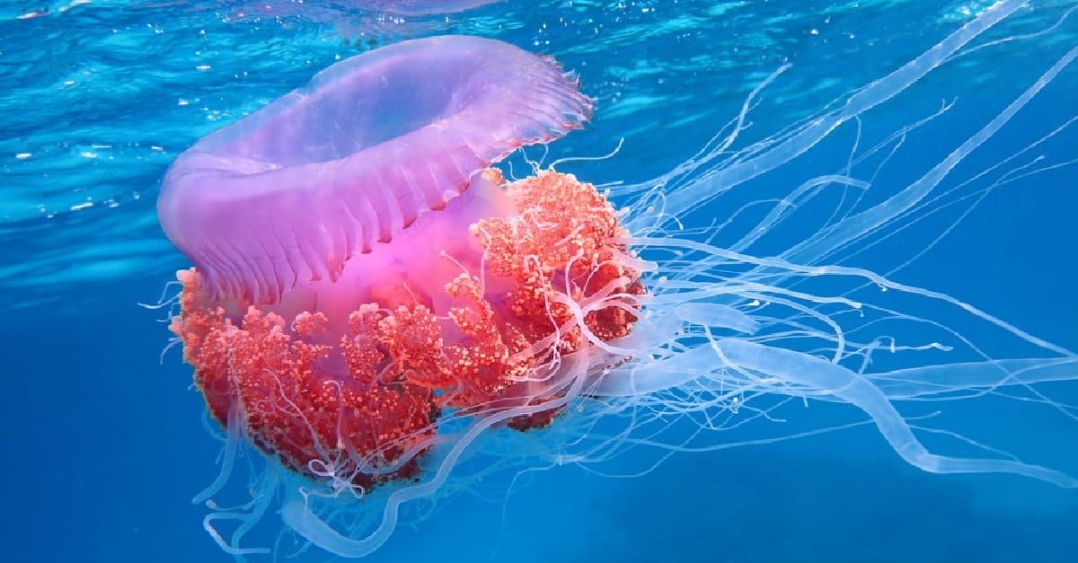 Le 9 meduse più grandi del mondo