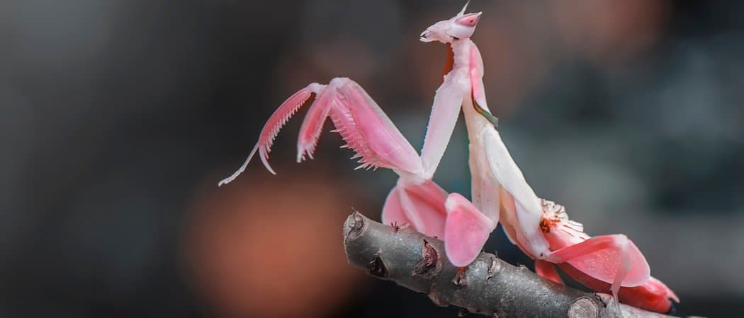 Questi 10 animali sembrano piante