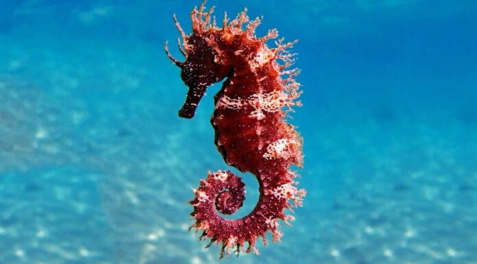 10 animali che cambiano colore
