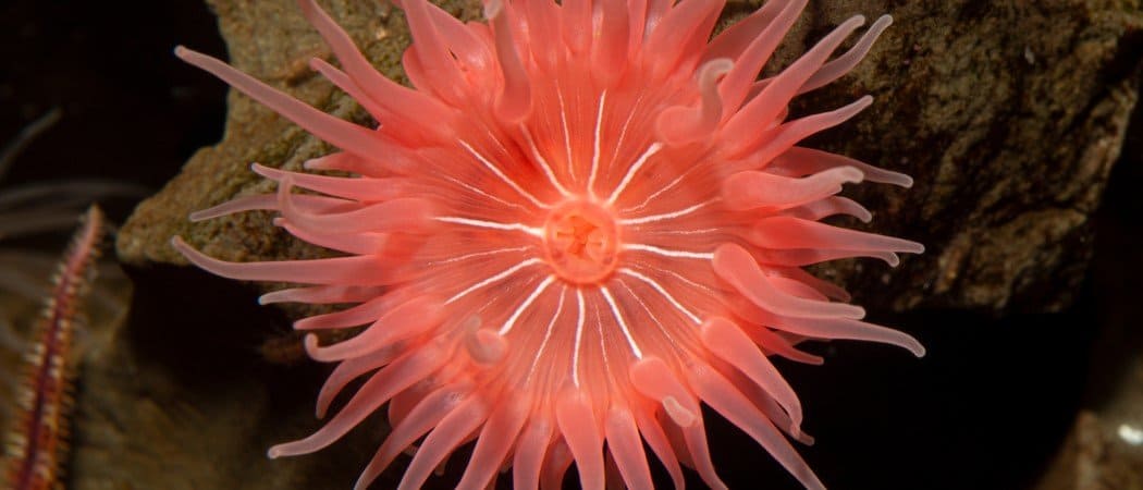 Gli 8 animali più lenti del mondo