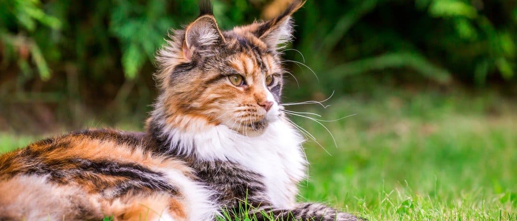 Quanti anni ha il mio gatto in anni umani?