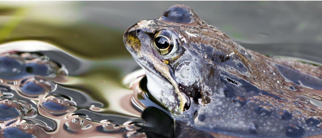 Animali ovipari: 12 animali che depongono le uova (alcuni ti sorprenderanno!)