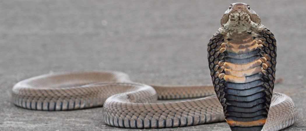 Ehi!  Dai un'occhiata a questi 12 animali che sputano acido