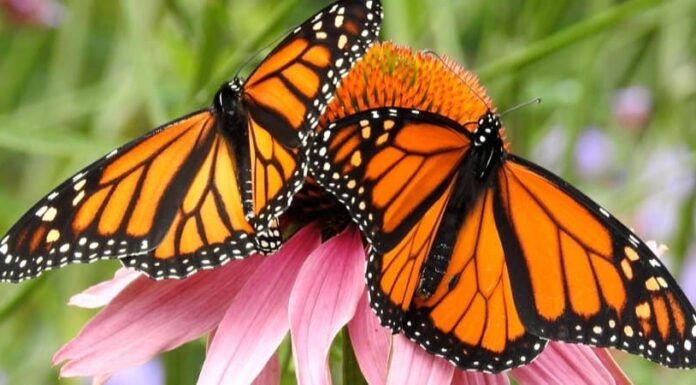 Incontra 9 animali che non fanno la cacca
