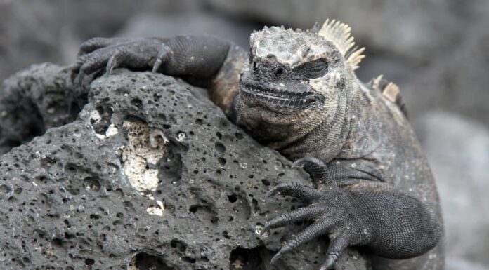 Questi 7 gruppi di animali vivono vicino ai vulcani: ecco perché!
