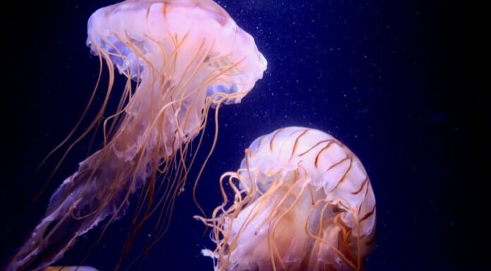 10 animali che brillano nell'oscurità
